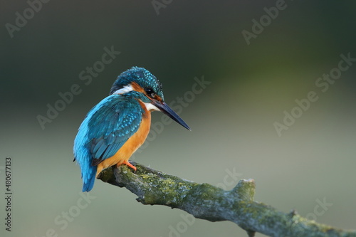 Zimorodek zwyczajny (Albedo atthis) Kingfisher