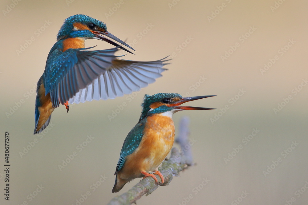 Zimorodek zwyczajny (Alcedo atthis) Kingfisher - obrazy, fototapety, plakaty 