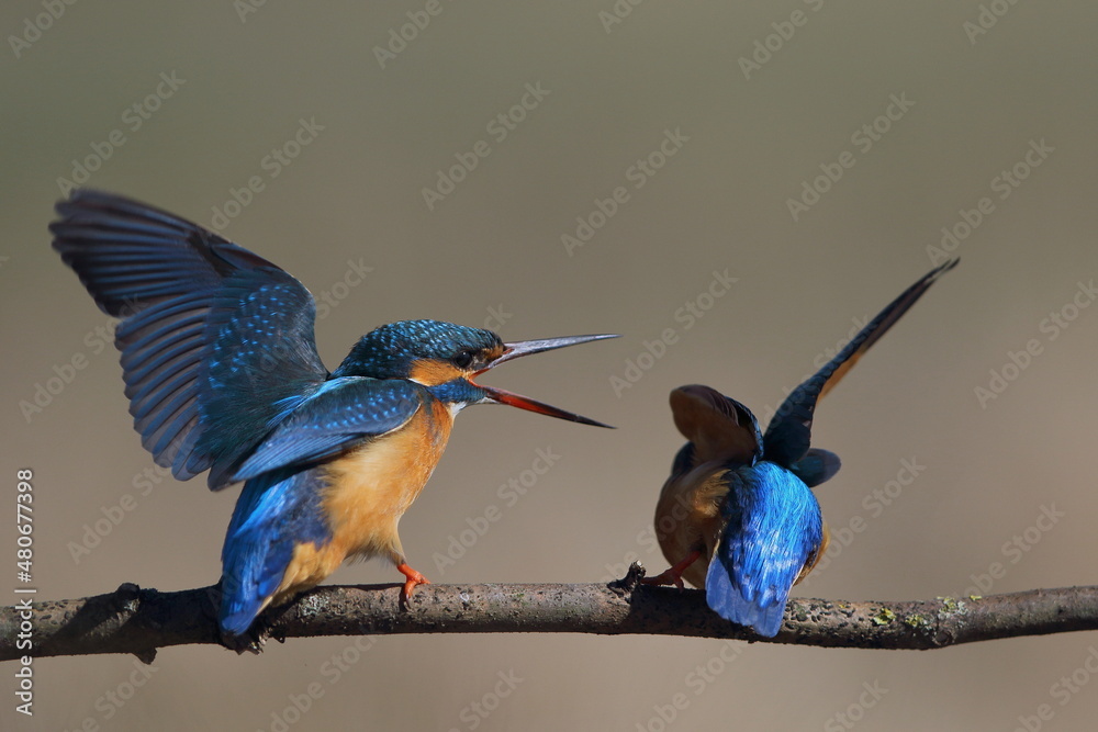 Obraz premium Zimorodek zwyczajny (Albedo atthis) Kingfisher