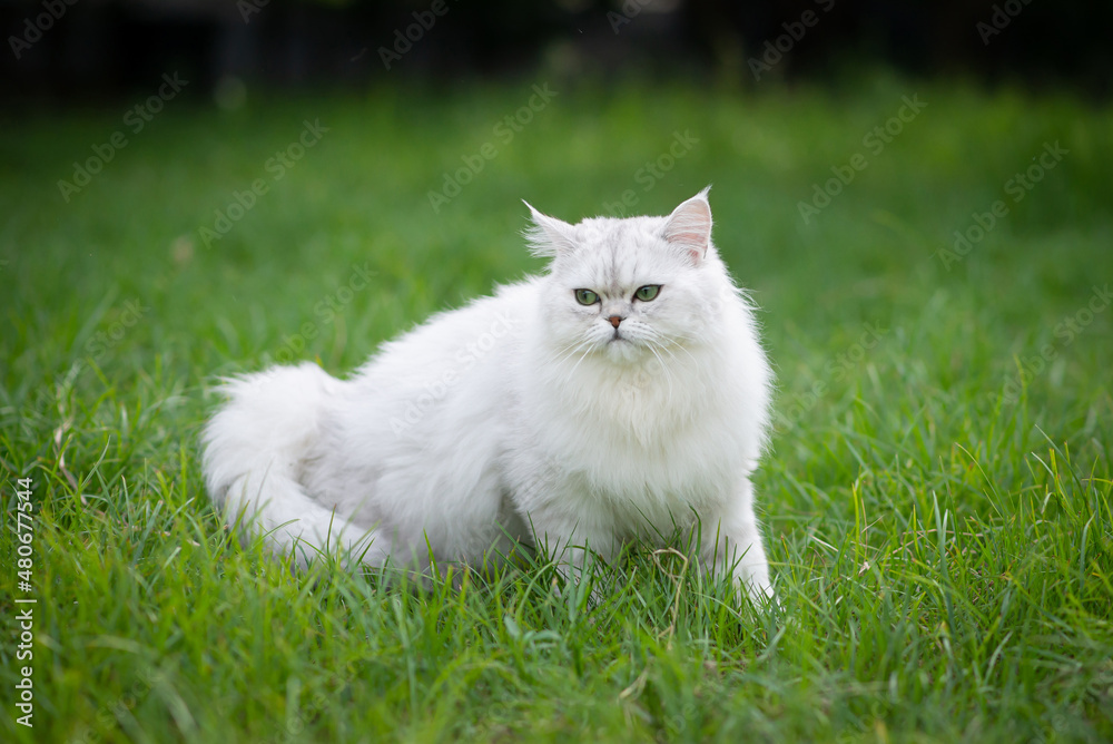 persian cat sitting on green grass persian cat sitting on green grass