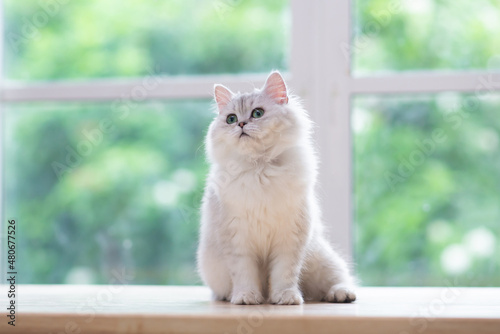 persian cat sitting on wood table photo