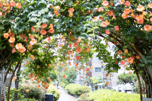 マルバルコウソウ