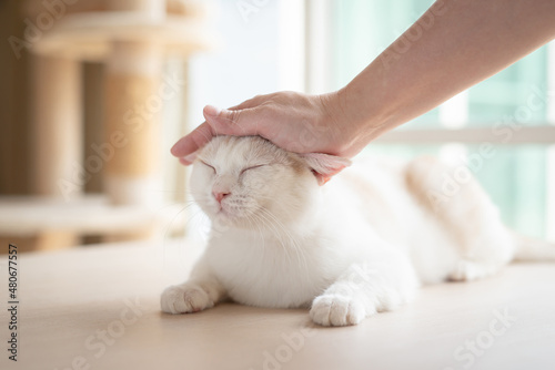 Fototapeta Naklejka Na Ścianę i Meble -  Asian woman hand petting a cat while lying
