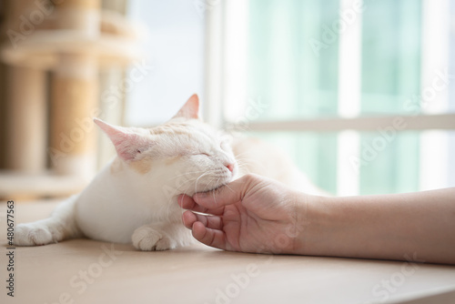 Tableau sur toile Asian woman hand petting a cat while lying