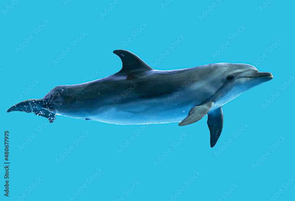 Dolphin is isolated on a blue background.