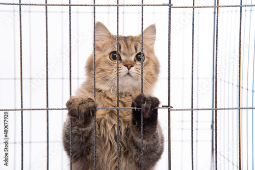  persian cat looking in a cage on white background