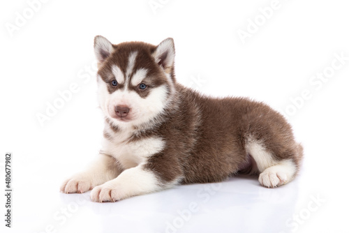 little husky puppy on white background