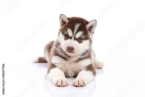 little husky puppy on white background