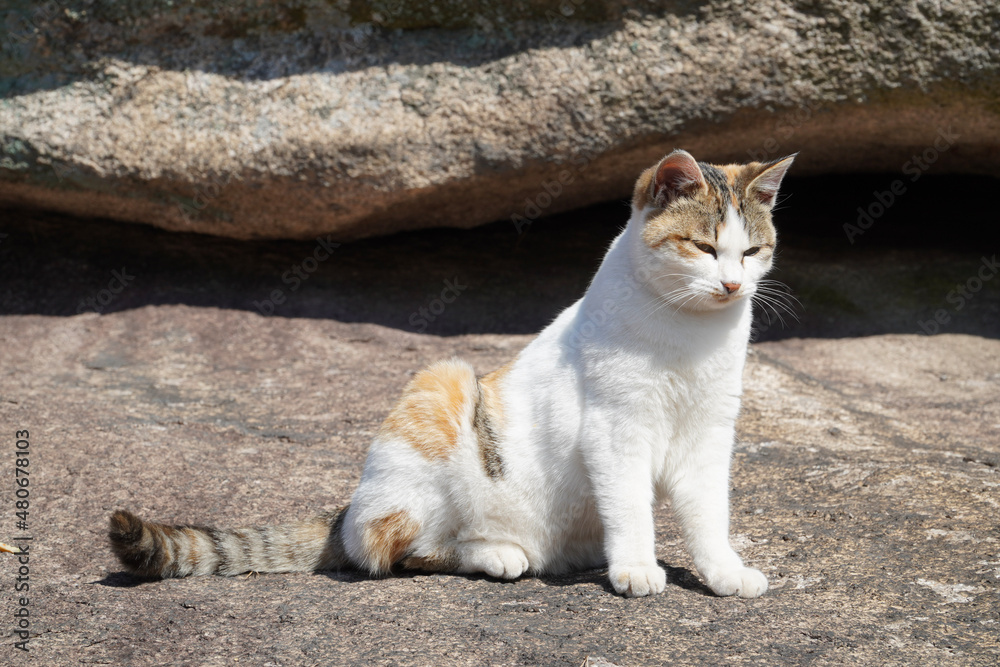 cat on the beach