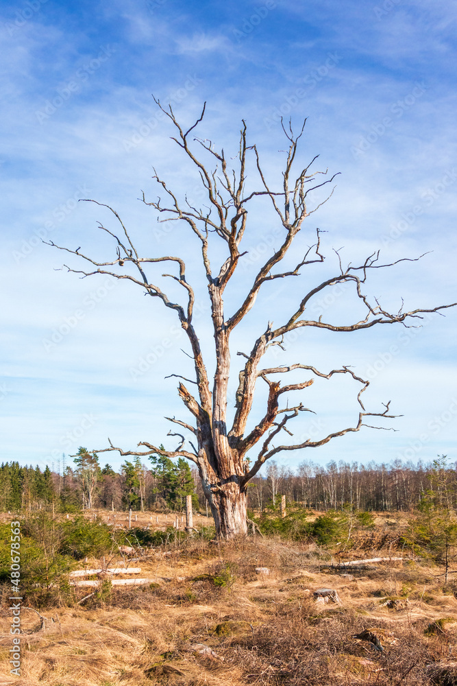 Dead single deciduous tree on a clearcutting Dead single deciduous tree on a clearcutting