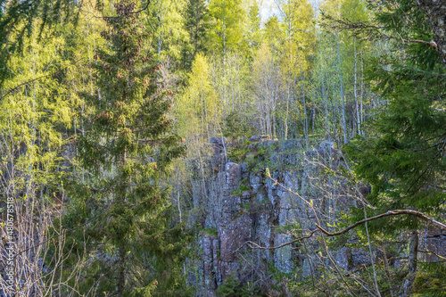 Spruce tree at a crag in a forest at spring photo