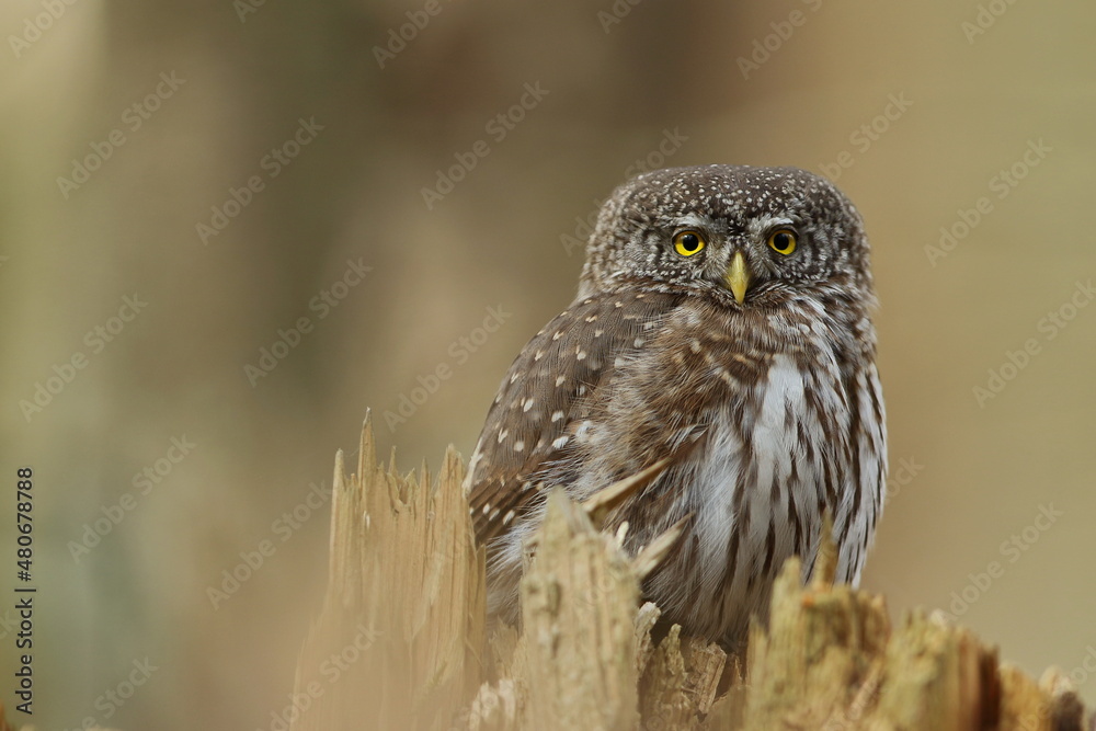Sóweczka zwyczajna( Pygmy owl) Glaucidium passerinum Sóweczka zwyczajna( Pygmy owl) Glaucidium passerinum