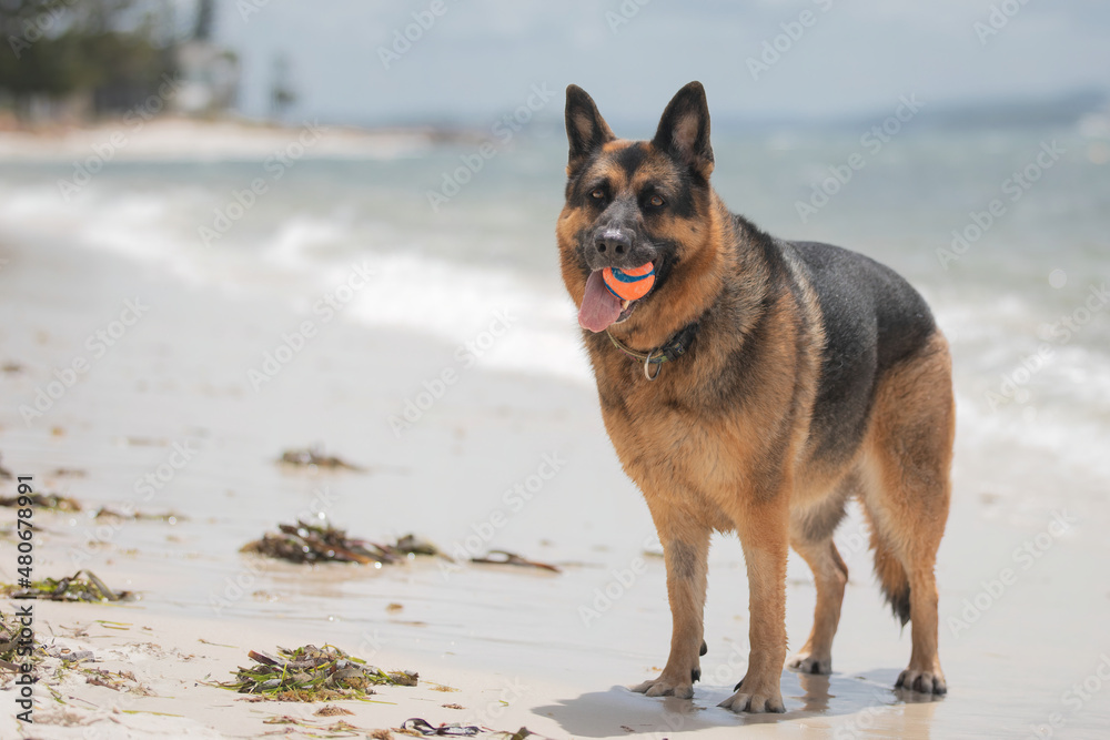 A female German Shepherd Dog enjoying a day at the beach.