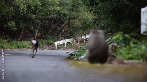 Wild monkey and deer in Yakushima island Kagoshima Japan photo