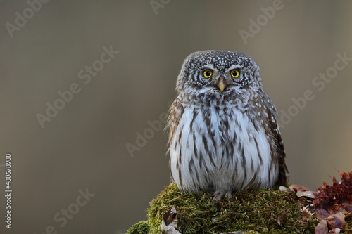 Sóweczka zwyczajna( Pygmy owl) Glaucidium passerinum