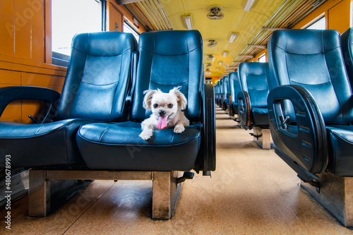 Dog so cute inside a railway train wait for travel