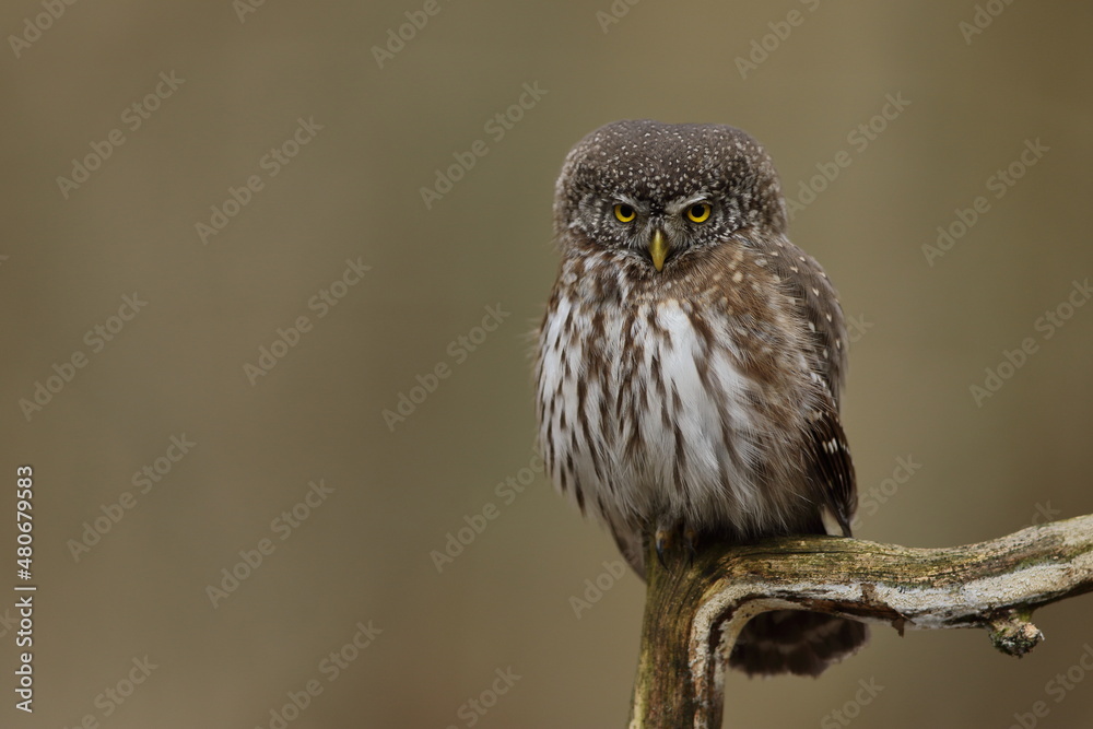 Sóweczka zwyczajna( Pygmy owl) Glaucidium passerinum Sóweczka zwyczajna( Pygmy owl) Glaucidium passerinum