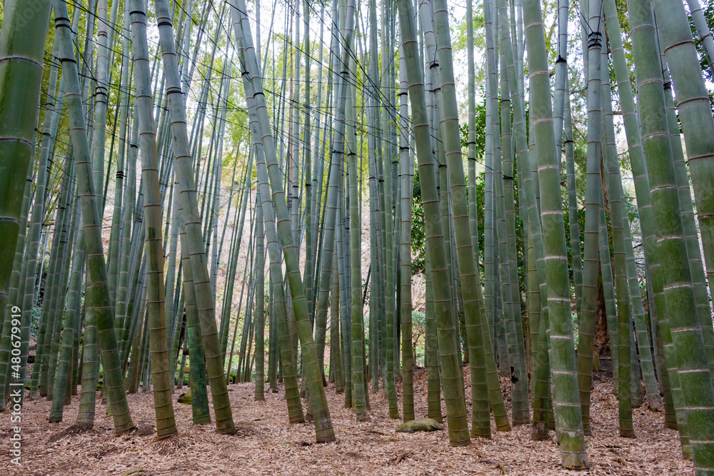 Kanagawa, Japan - Bamboo forest at Hokokuji Temple in Kamakura, Kanagawa, Japan. The temple was originally built in 1334. Kanagawa, Japan - Bamboo forest at Hokokuji Temple in Kamakura, Kanagawa, Japan. The temple was originally built in 1334.