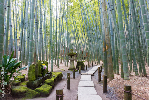 Kanagawa, Japan - Bamboo forest at Hokokuji Temple in Kamakura, Kanagawa, Japan. The temple was originally built in 1334.