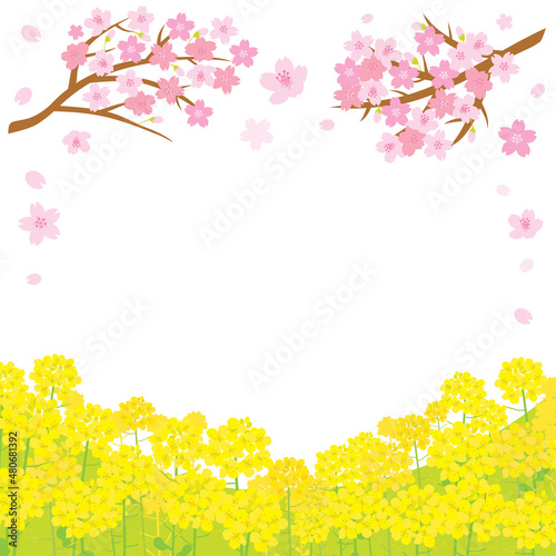 春の桜と菜の花の風景イラスト