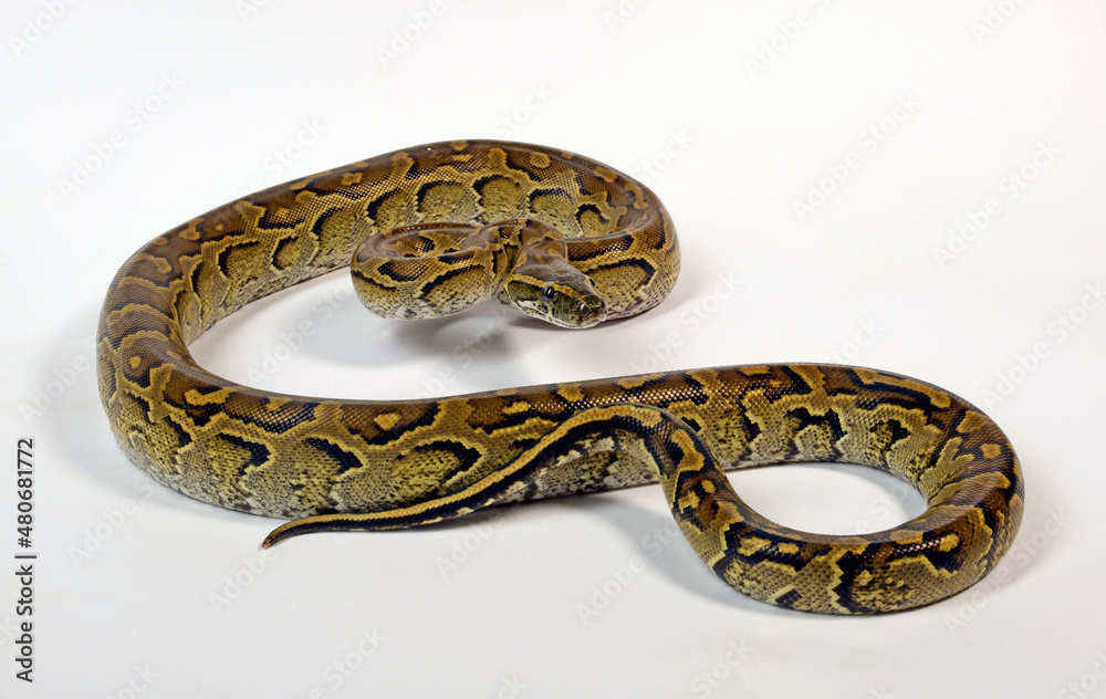 African rock python // Nördlicher Felsenpython (Python sebae) African rock python // Nördlicher Felsenpython (Python sebae)