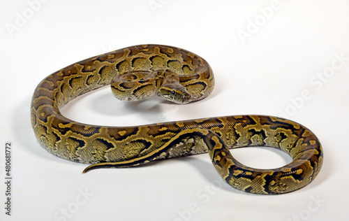 African rock python // Nördlicher Felsenpython (Python sebae)