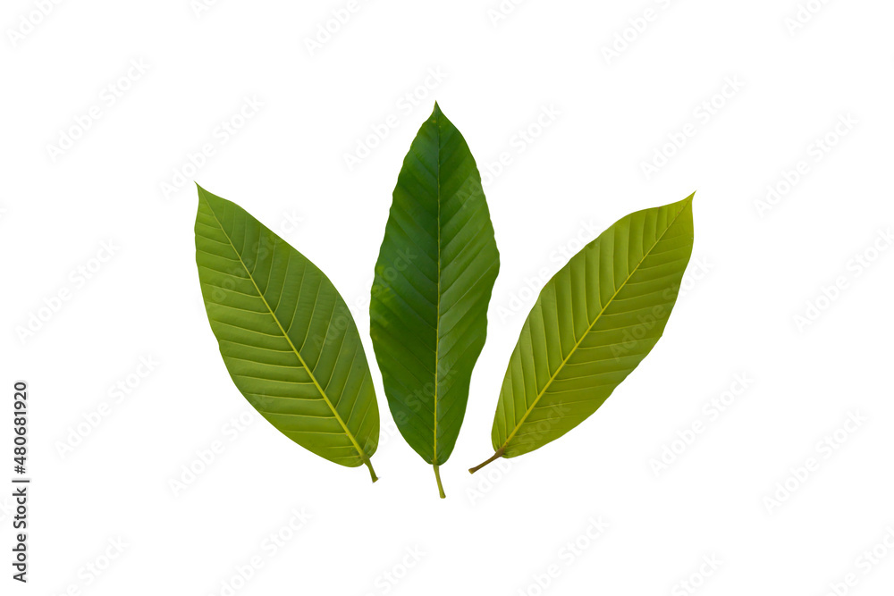 Fototapeta premium Dipterocarpus alatus leaves.Very beautiful green leaves. On a white background.