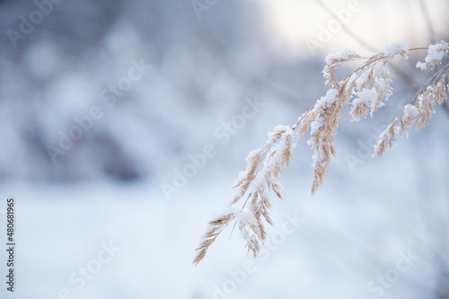 Snowy forest on a gloomy day tree covered with snow. wild grass on forest background. Snowfall Artistic winter christmas natural image. Winter and freshness background. © YURII Seleznov
