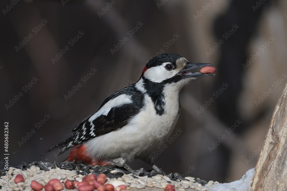 Obraz premium woodpecker on branch