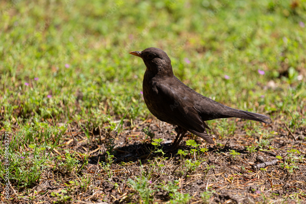 Blackbird walking on the grass in park Blackbird walking on the grass in park