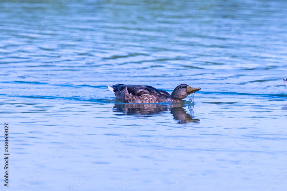 Fototapeta premium The duck is drinking while swimming.