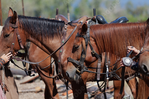 Two red horses in bridles stand side by side