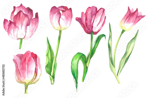 set of pink tulips