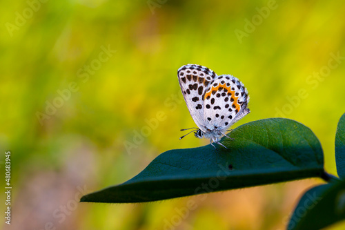 a wonderful little butterfly with black dots,Checkered Blue, Scolitantides orion photo