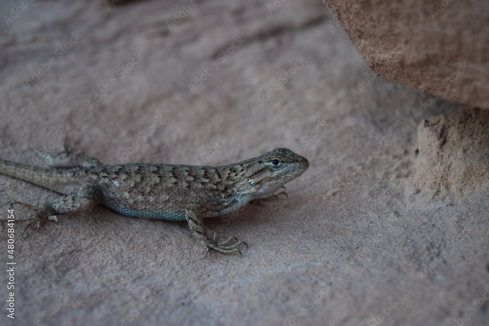 Desert Lizard Desert Lizard