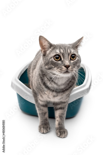 Grey cat in plastic litter box. Isolated on white.