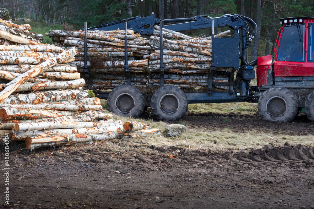 Chopped wood logs for sale stored in forest with truck in background