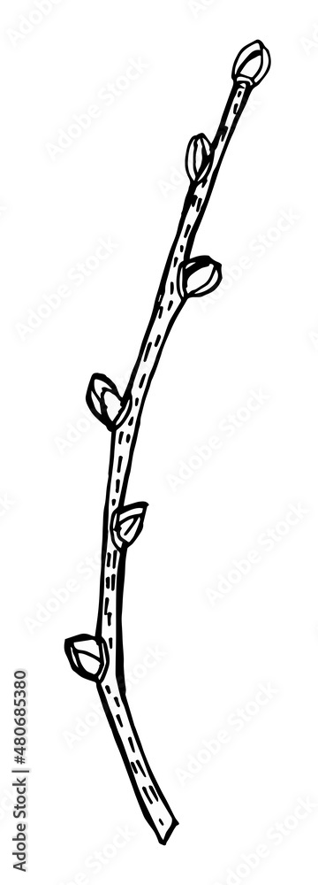 Fototapeta premium Linden branch with buds, hand drawing