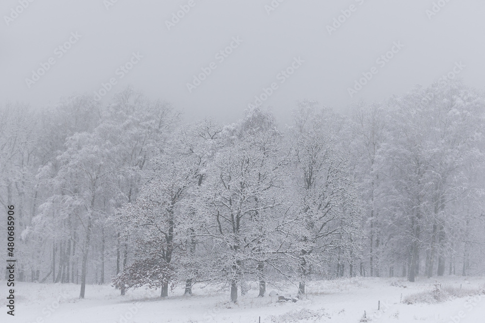 Trees in snowy scene with mist in background. Field with fence poles in foreground.