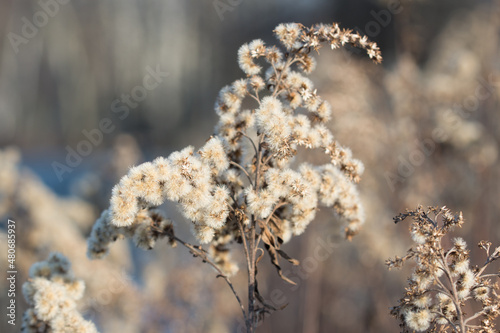 fluffy flowers of Goldenrod, Solidago canadensis closeup selective focus © aga7ta