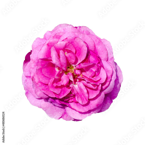 A beautiful fresh dark pink rose flower isolated on white background with clipping path