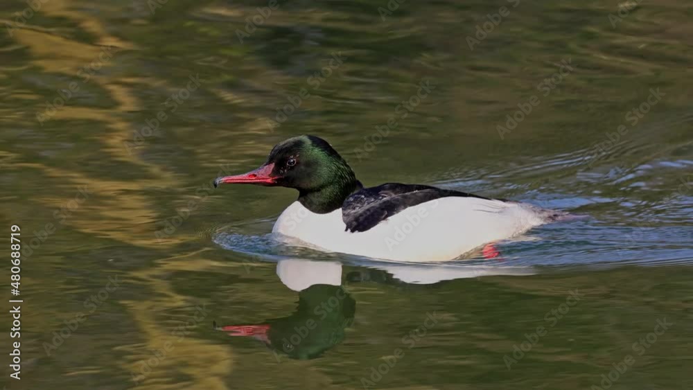 Common Merganser, Goosander, Mergus merganser swimming on the Kleinhesseloher Lake in the English Garden at Munich, Germany Common Merganser, Goosander, Mergus merganser swimming on the Kleinhesseloher Lake in the English Garden at Munich, Germany
