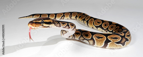 Ball python // Königspython (Python regius) © bennytrapp