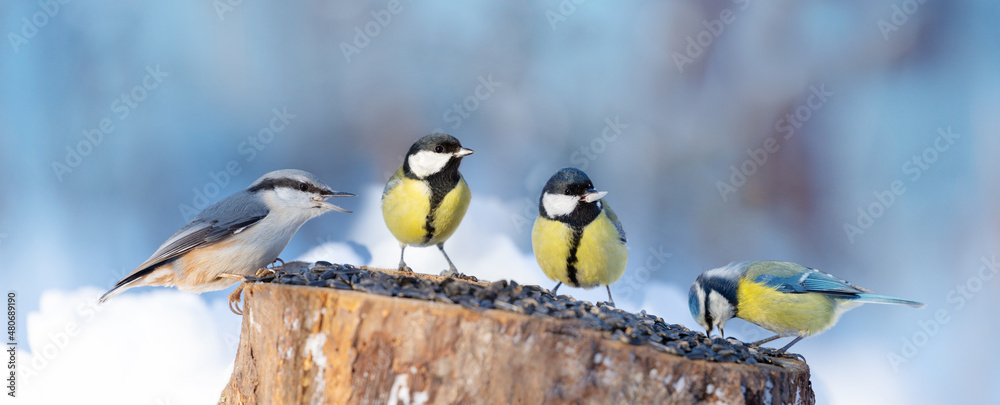 Group of little birds perching on a bird feeder. Winter time - obrazy, fototapety, plakaty 