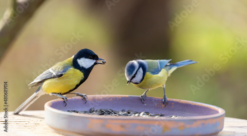 Little birds perching on a bird feeder. Great Tit and blue tit