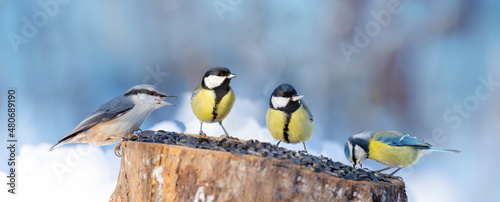 Canvas Print Group of little birds perching on a bird feeder. Winter time