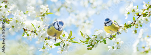 Little birds perching on branch of blossom cherry tree. The blue tit. Spring time