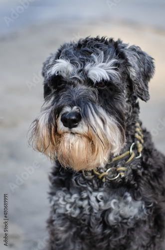 Cute black miniature schnauzer dog with silver color in spring park or forest