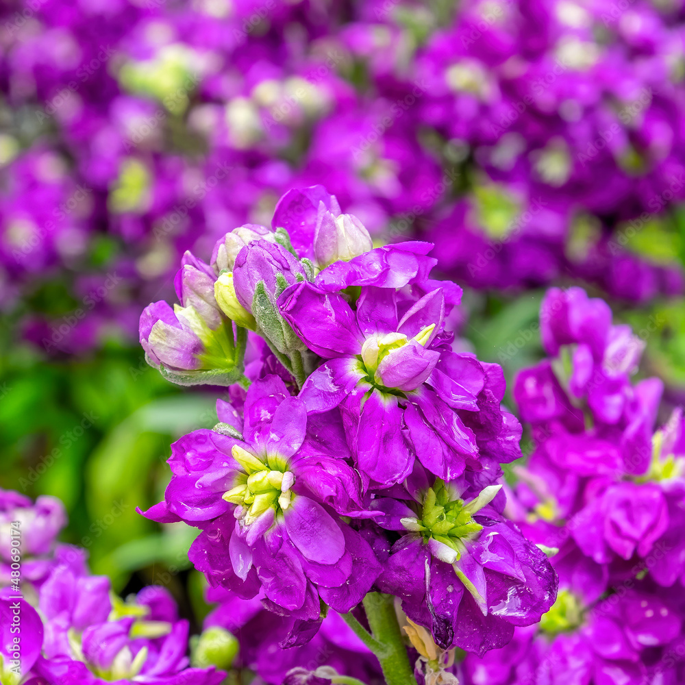vibrant mauve hoary stock flowers closeup in the garden, strong bokeh background