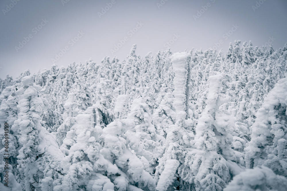 custom made wallpaper toronto digital白い冬の山